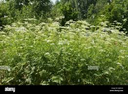 Attēlu rezultāti vaicājumam “Chaerophyllum aromaticum flower”