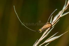 Attēlu rezultāti vaicājumam “Nemophora metallica”
