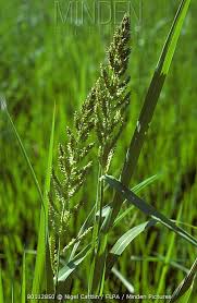 Attēlu rezultāti vaicājumam “Echinochloa crus-galli leaf”