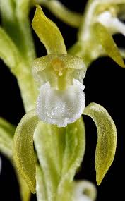 Attēlu rezultāti vaicājumam “Corallorhiza trifida”