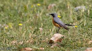 Image result for Irania gutturalis