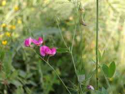 Attēlu rezultāti vaicājumam “Lathyrus tuberosus”