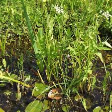 Attēlu rezultāti vaicājumam “Sium latifolium”