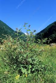 Attēlu rezultāti vaicājumam “Arctium nemorosum”