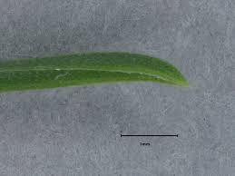 Attēlu rezultāti vaicājumam “Poa remota leaf”