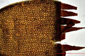 Attēlu rezultāti vaicājumam “Schistidium apocarpum macro”