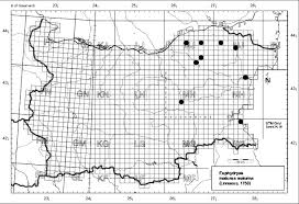 Attēlu rezultāti vaicājumam “Euphydryas maturna underside”