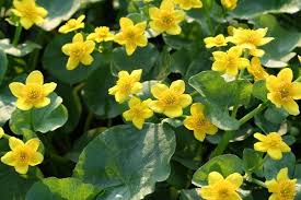 Attēlu rezultāti vaicājumam “Caltha palustris flower”