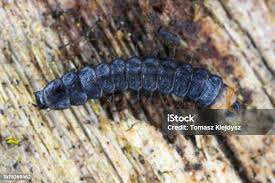 Attēlu rezultāti vaicājumam “Lygistopterus sanguineus larva”