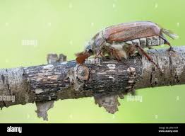 Attēlu rezultāti vaicājumam “Melolontha melolontha imago”