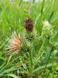 Attēlu rezultāti vaicājumam “Cirsium oleraceum leaf”