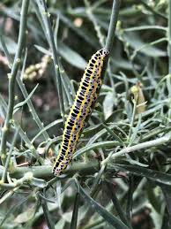 Attēlu rezultāti vaicājumam “Calophasia lunula larva”