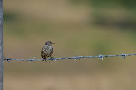 Attēlu rezultāti vaicājumam “Anthus petrosus adult”