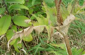 Image result for Dipsacus laciniatus