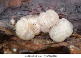 Attēlu rezultāti vaicājumam “Tremella encephala”