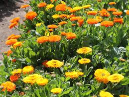 Attēlu rezultāti vaicājumam “Calendula officinalis”