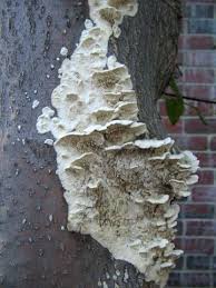 Attēlu rezultāti vaicājumam “Irpex lacteus”