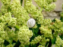 Attēlu rezultāti vaicājumam “Rheum rhabarbarum flower”