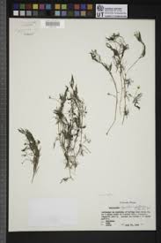 Attēlu rezultāti vaicājumam “Batrachium circinatum leaf”