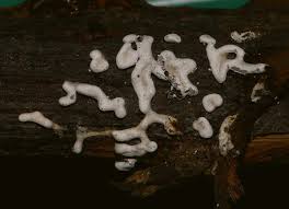 Attēlu rezultāti vaicājumam “Physarum bitectum”