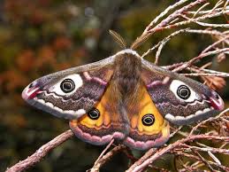 Attēlu rezultāti vaicājumam “Saturnia pavonia cocoon”