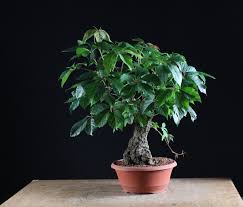 Image result for parthenocissus bonsai