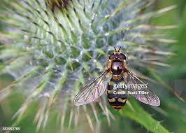 Attēlu rezultāti vaicājumam “Eupeodes corollae”