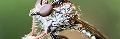 Attēlu rezultāti vaicājumam “Asilidae”