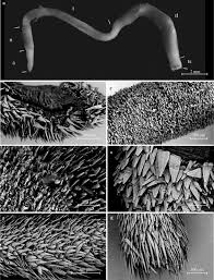 Attēlu rezultāti vaicājumam “Clastodermataceae”