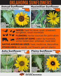 Attēlu rezultāti vaicājumam “Helianthus annuus fruit”