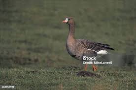 Attēlu rezultāti vaicājumam “Anser albifrons adult”