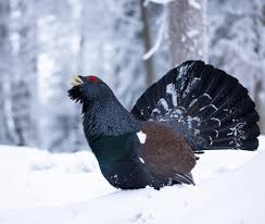 Attēlu rezultāti vaicājumam “Tetrao urogallus”