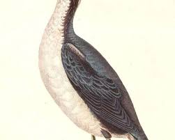 Image result for Synthliboramphus antiquus