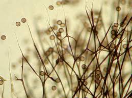 Attēlu rezultāti vaicājumam “Lamproderma nigrescens macro”