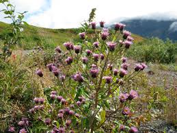 Attēlu rezultāti vaicājumam “Erigeron acris flower”