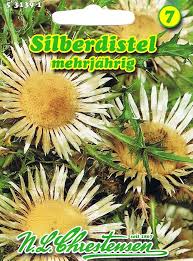 Image result for Silberdistel