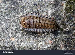 Attēlu rezultāti vaicājumam “Silpha obscura larva”