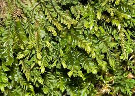 Attēlu rezultāti vaicājumam “Plagiochila porelloides”