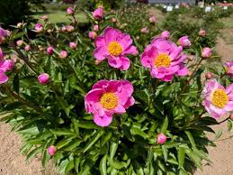 Attēlu rezultāti vaicājumam “Paeonia lactiflora”