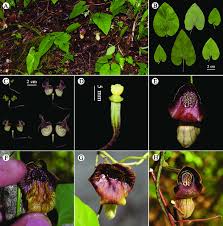 Attēlu rezultāti vaicājumam “Aristolochiaceae”