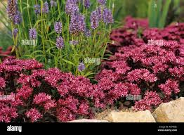 Attēlu rezultāti vaicājumam “Phedimus spurius leaf”