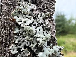 Attēlu rezultāti vaicājumam “Hypogymnia physodes”