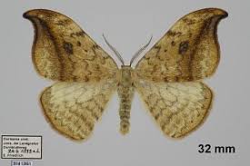 Attēlu rezultāti vaicājumam “Drepana falcataria”