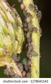 Attēlu rezultāti vaicājumam “Thyatira batis larva”