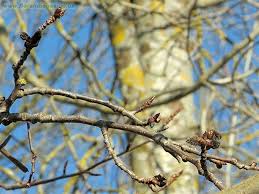 Attēlu rezultāti vaicājumam “Populus tremula”