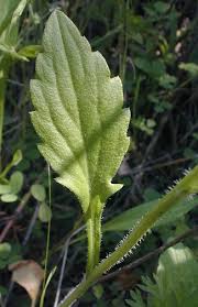Attēlu rezultāti vaicājumam “Erigeron annuus leaf”