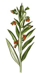 Attēlu rezultāti vaicājumam “Cynoglossum officinale flower”