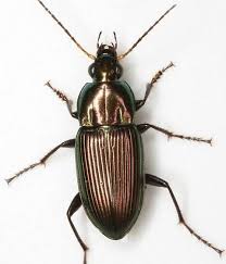 Attēlu rezultāti vaicājumam “Poecilus lepidus”