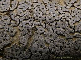 Attēlu rezultāti vaicājumam “Didymium serpula”