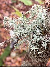 Attēlu rezultāti vaicājumam “Paradiacheopsis rigida spores”